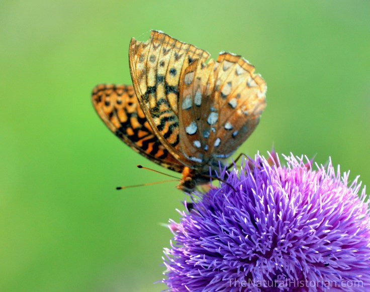 ButterflyonThistle2