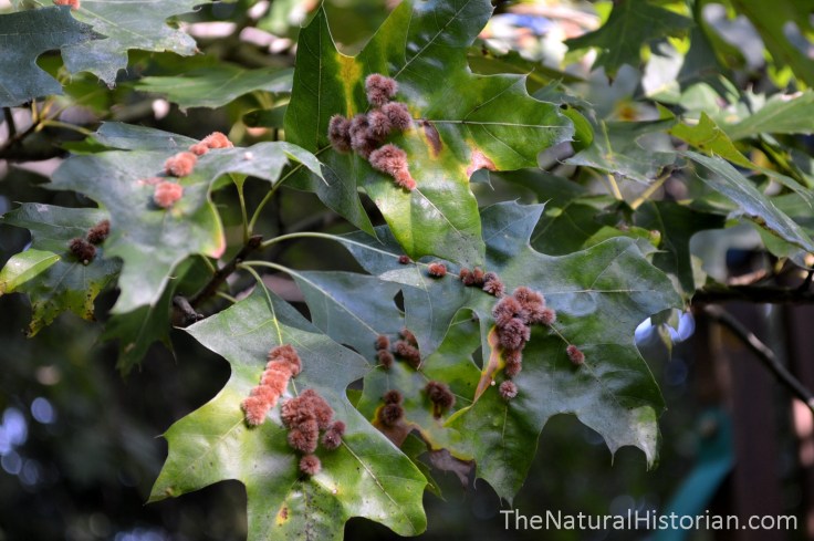 Gall-wasp-pinoak-leaves-ohio1500