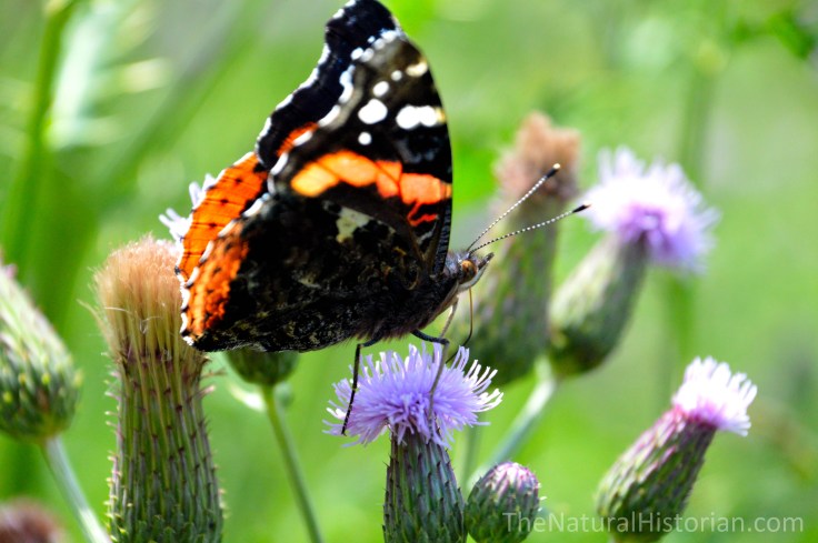 Thistle-butterfly
