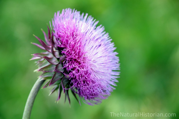 Thistle-flower-Musk-Carduus-wisconsin