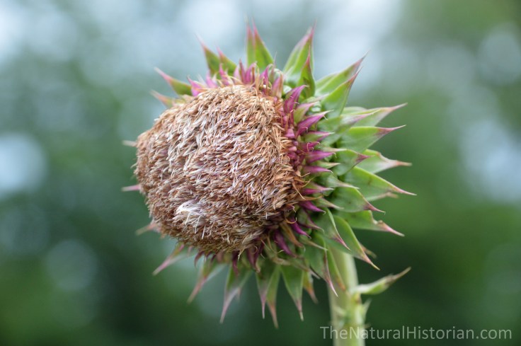 Thistle-seeds-wisconsin