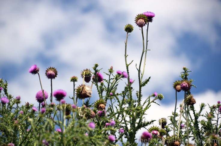 Thistles-purple-patch-carduus-bull-wisconsin