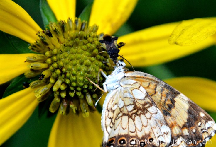 Assassin-bug-butterflyonSunflowerClose