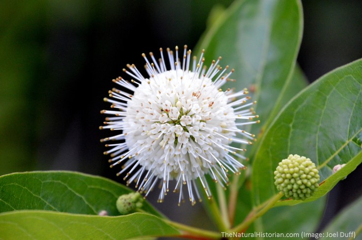 buttonbush-july