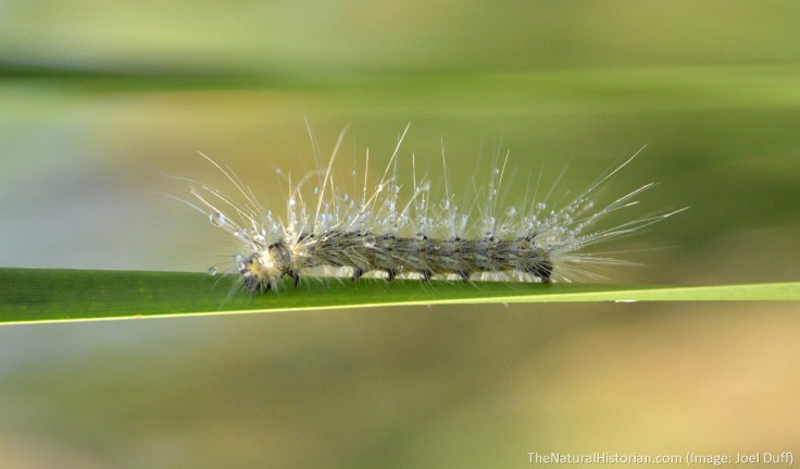 Caterpiller-white-cattail-leaf2