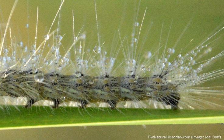 Caterpiller-white-cattail-leafCloseup