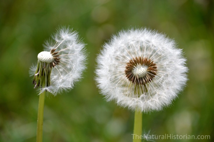 dandelionseeds