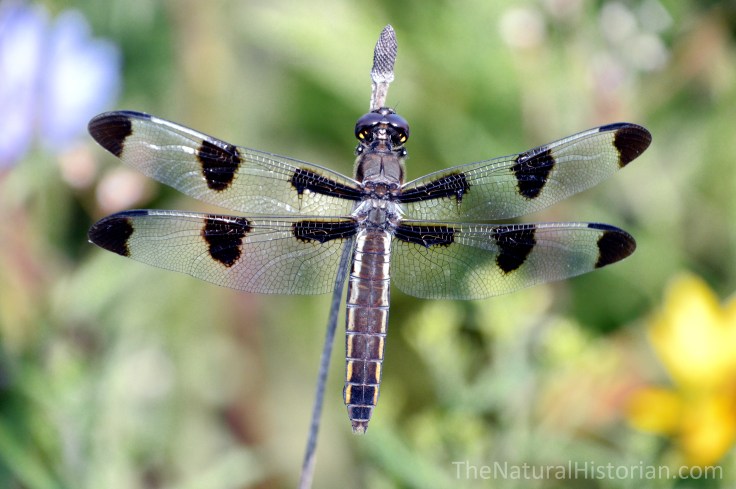 Dragonfly-SFBJuly2015