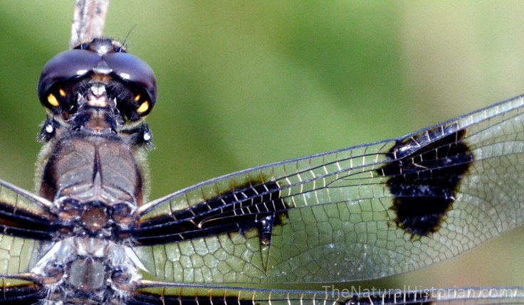 Dragonfly-WingDetail-SFBJuly2015