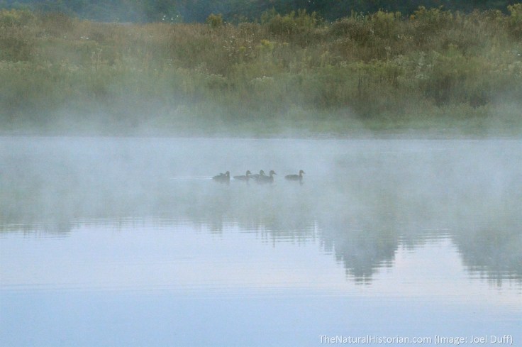 Ducks-springfield-bog-lake