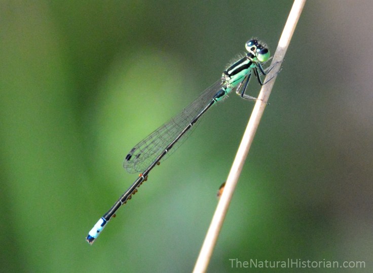 Green-damselfly-parasite-eggs
