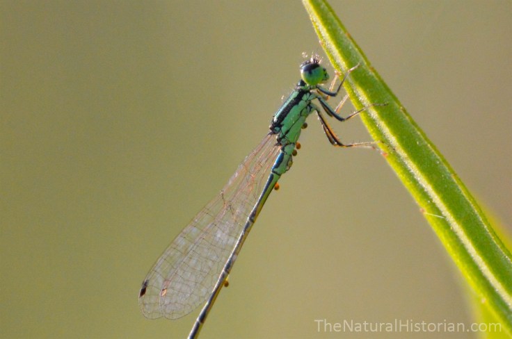 Green-damselfly-withparasite-eggs-closeup