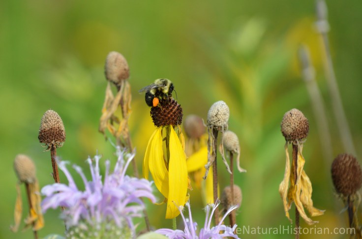 Honey-bee-pollen-sacs-larger