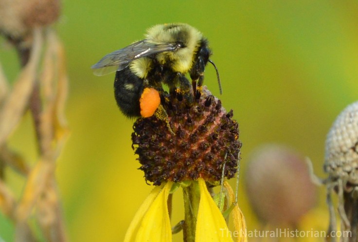 Honey-bee-pollen-sacs