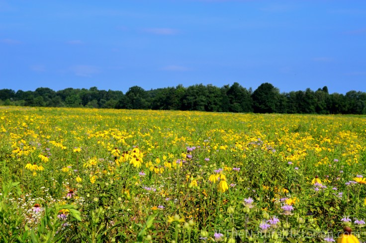 July-carpetofYellow-SpringfieldBog