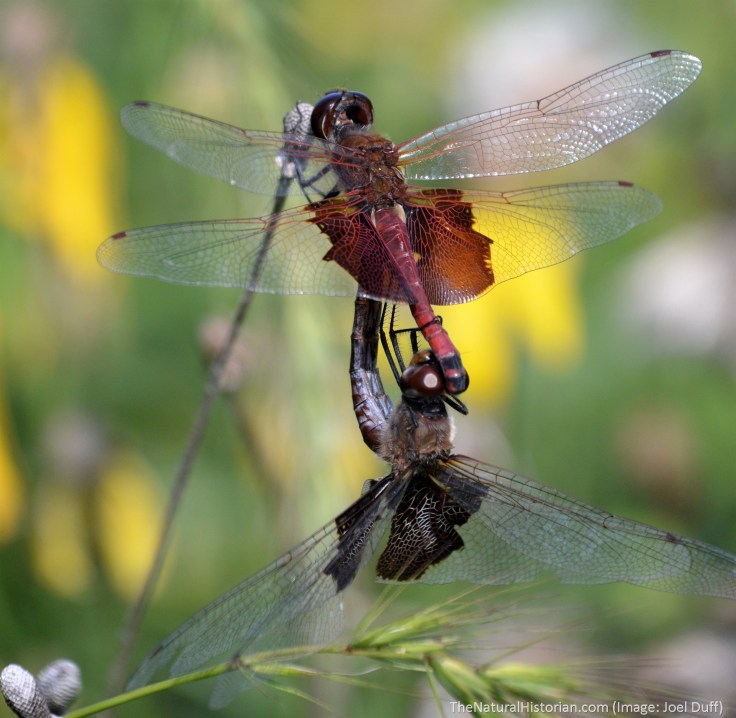 Mating-dragonflies2