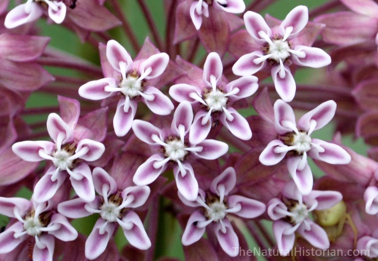 Milkweedflowers2