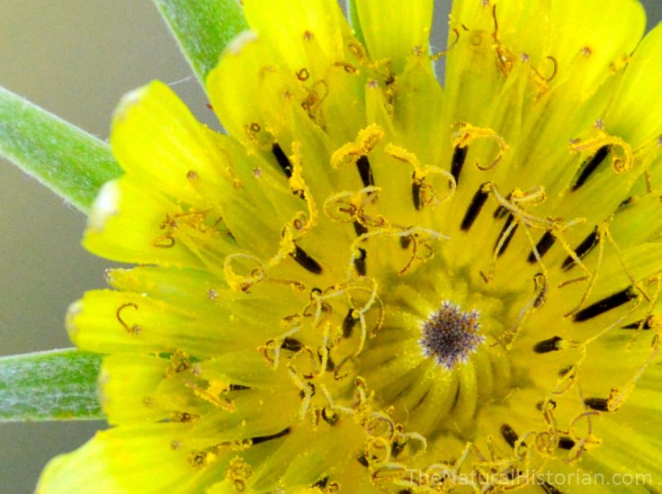 Silphium-sunflower-closeup-stamens