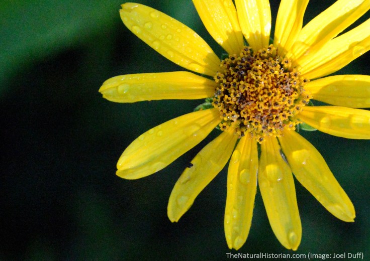 Sunflower-dew-firstlight