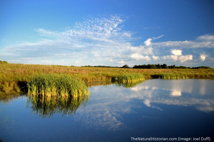 Sunrise-Springfield-bog-lake