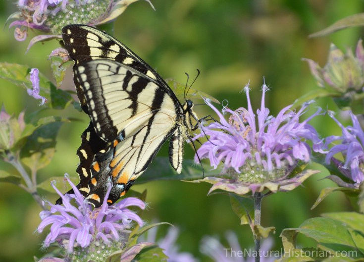 Swallowtail-butterfly2