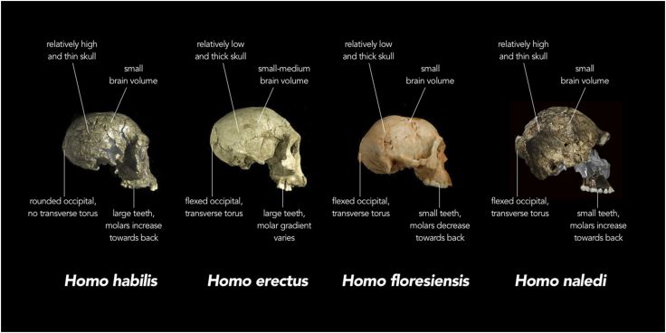 Comparison of skull features of Homo naledi and other early human species. Image credit: Wikipedia, Chris Stringer