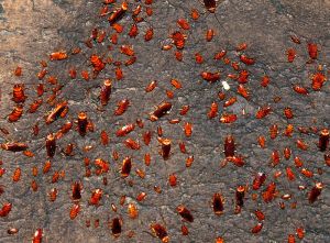 Cockroaches feasting on the feces of birds and bats in Gomantong Cave. By Col Ford and Natasha de Vere from living in Wales (Cockroaches at Gomantong Caves) [CC BY 2.0 (http://creativecommons.org/licenses/by/2.0)], via Wikimedia Commons