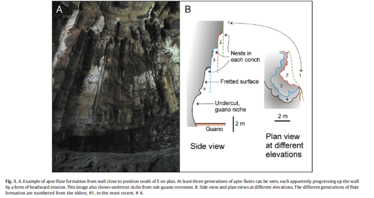 Distinctive patters of erosion are produced by the interaction of the bats and birds with the cave limestone. This is figure 5 of Lundgerg and McFarlanes 2012 paper investigating the effects of these organisms on the development of this cave. 