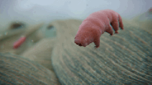 Animated gif of a water bear swimming from the New Cosmos Series hosted by Neil DeGrass Tyson. 