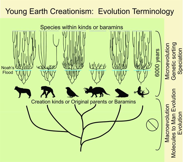 A Creationist' Evolution Terminology Guide. I have modified a screenshot image of PPT slide from Ken Ham's debate with Bill Nye. You can find the original image here: https://answersingenesis.org/blogs/ken-ham/2014/02/12/post-debate-potpourri-part-one/
