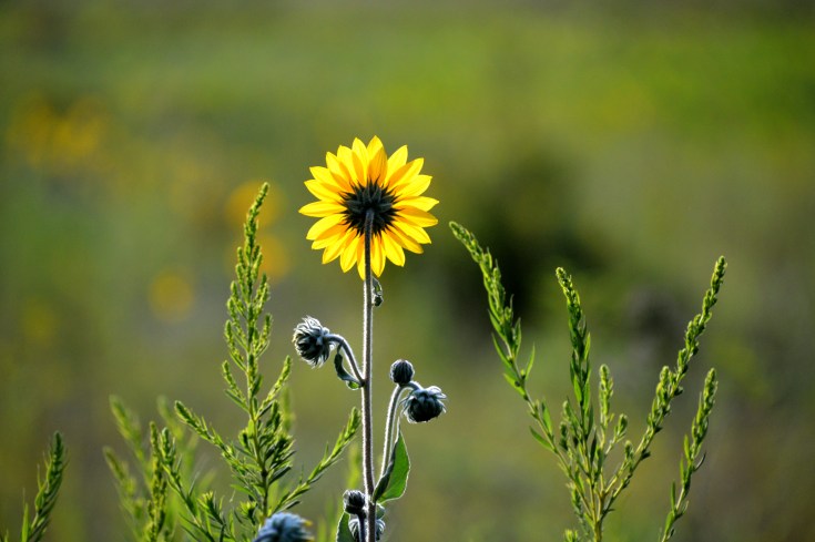 Sunflower struck by the suns rays at sunrise. Late summer in northeast Ohio.  Photo by Joel Duff