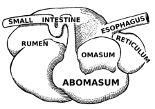 Four chambered stomach found in members of the Ruminatia (the ruminants). "Abomasum (PSF)" by Pearson Scott Foresman - Archives of Pearson Scott Foresman, donated to the Wikimedia Foundation→This file has been extracted from another file: PSF A-10005.png.. Licensed under Public Domain via Commons - https://commons.wikimedia.org/wiki/File:Abomasum_(PSF).png#/media/File:Abomasum_(PSF).png