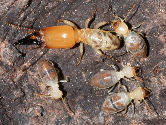 Exploding Termites – Sacrifice of an Individual for the Good of