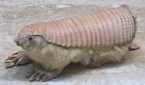 Pink Fairy Armadillo. These are so unusual they are placed in their own genus and subfamily by biologists. By Original: cliff1066™ - →This file has been extracted from another file: Pink Fairy Armadillo (Chlamyphorus truncatus).jpg, CC BY 3.0, https://commons.wikimedia.org/w/index.php?curid=32838442