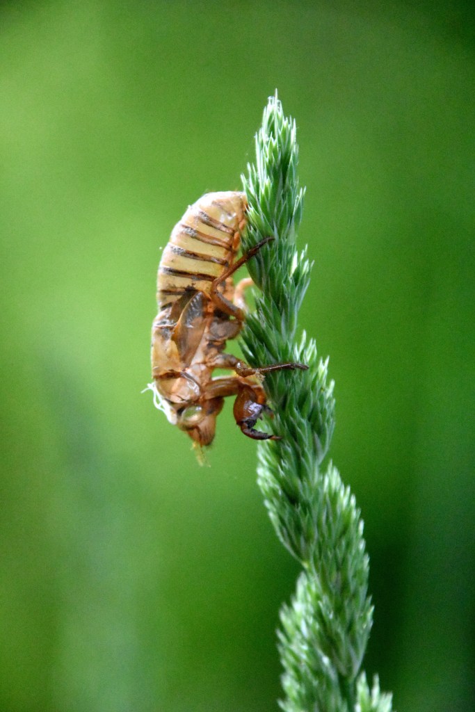 cicada-nymph-grass2