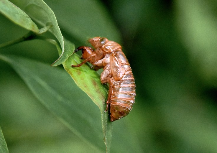 Cicada-shell-May29Kendall