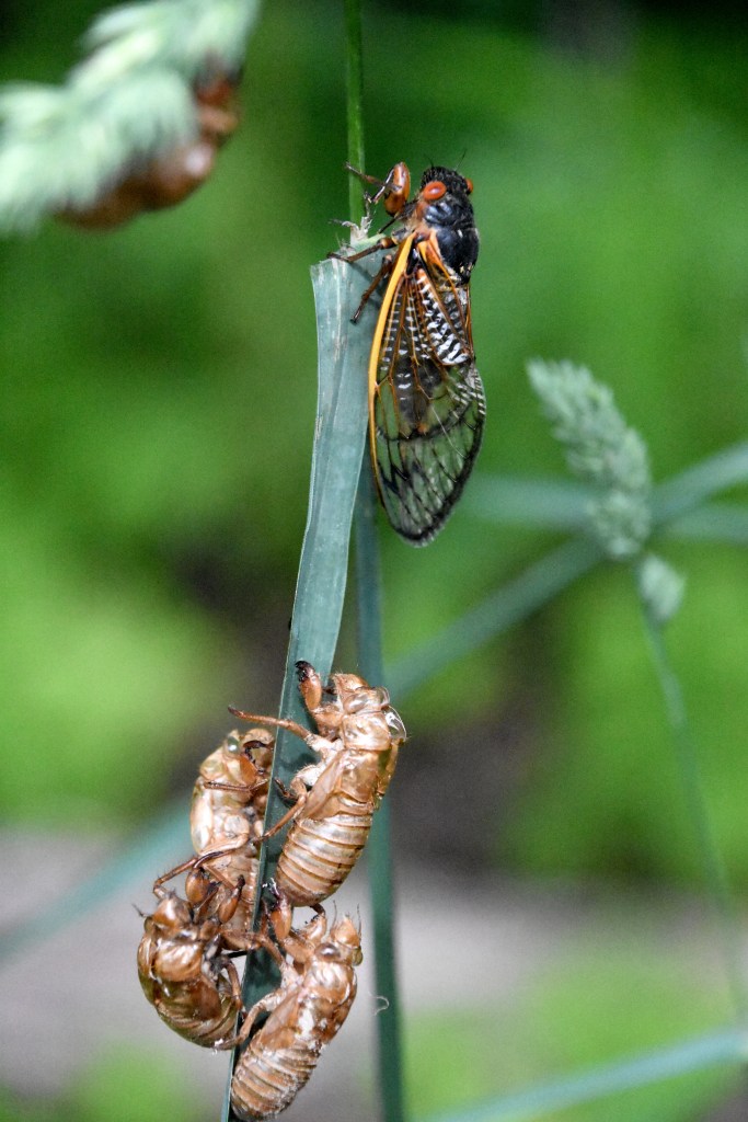 Cicadas-adults-nymphs
