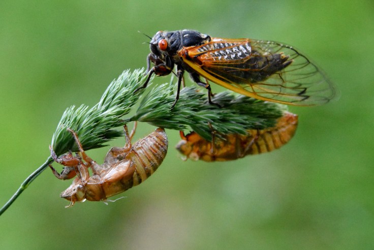 An adult 17-year cicada and two nymph exoskeletons. Image: Joel Duff