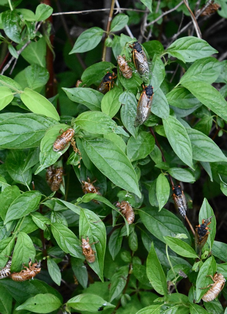 cicadas-nymphs-adults-17year-broodV