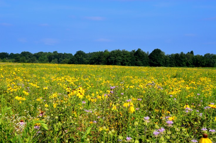 July-carpetofYellow-SpringfieldBog
