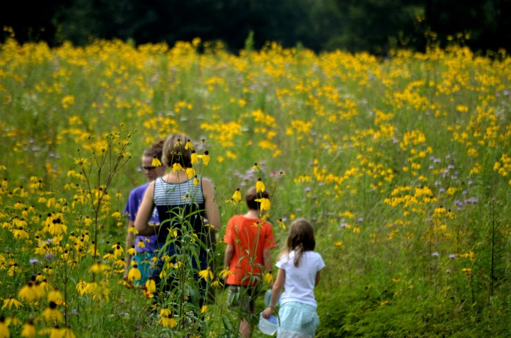 Springfield-bog-flowers-asteraceae-1600px