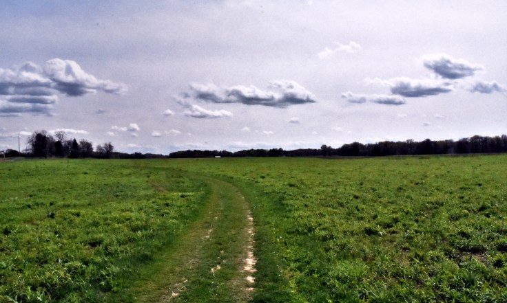 Springfield-prarie-3weeksafterburn