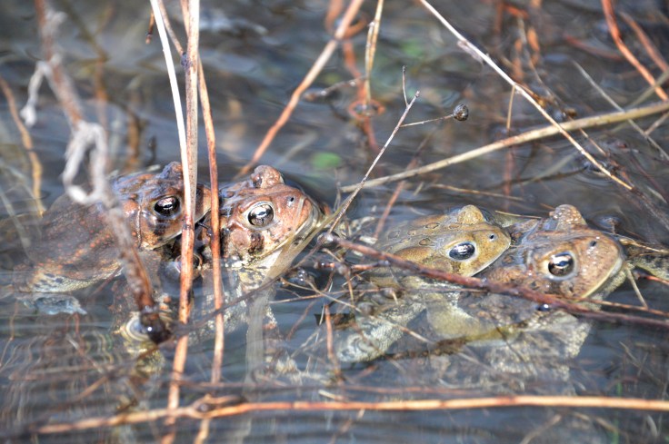 Springfield4toadsApril