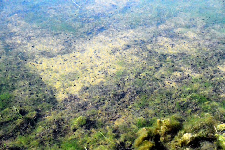 Springfieldbog-tadpoles2