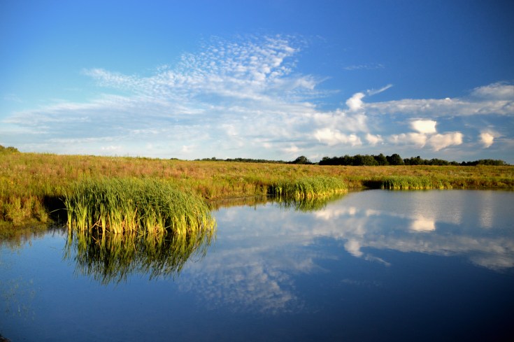 Sunrise at the central pond at the Springfield Bog Metro Park. Image: Joel Duff
