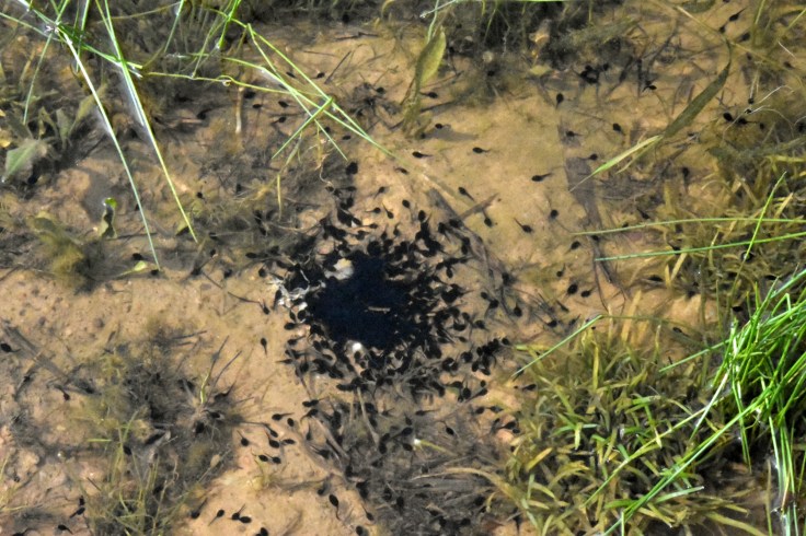 Tadpoles-feasting-dead-toadMay2016