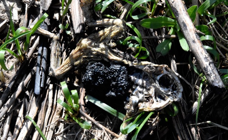 Toad-burned-female-eggs