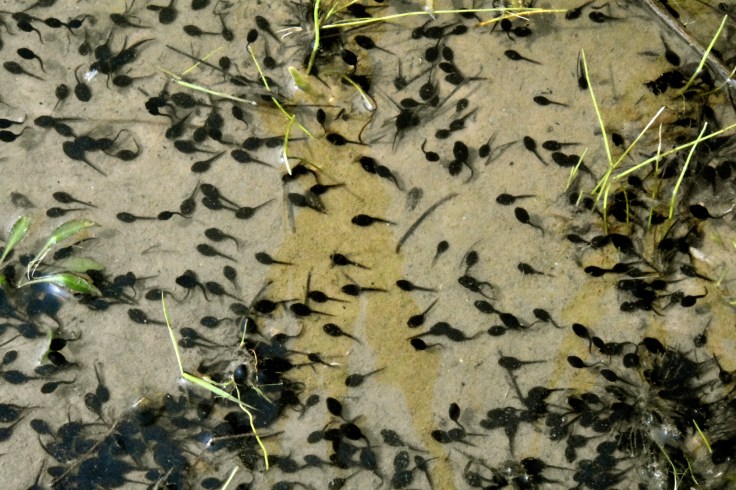 toad-tadpoles-May2016