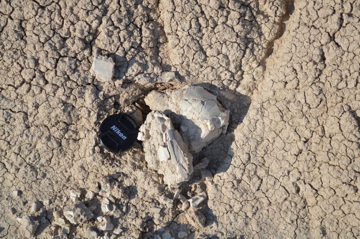 Here is a skull eroding from a hillside that I found three years ago on my last visit to the badlands. Photo: Joel Duff