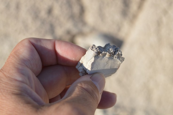 A portion of a jawbone I picked up off a hillside in the badlands of South Dakota. Photo: Joel Duff